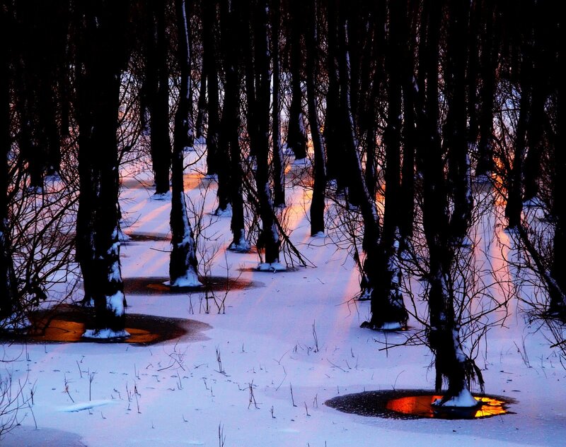 Snowy Forest at Dusk — White