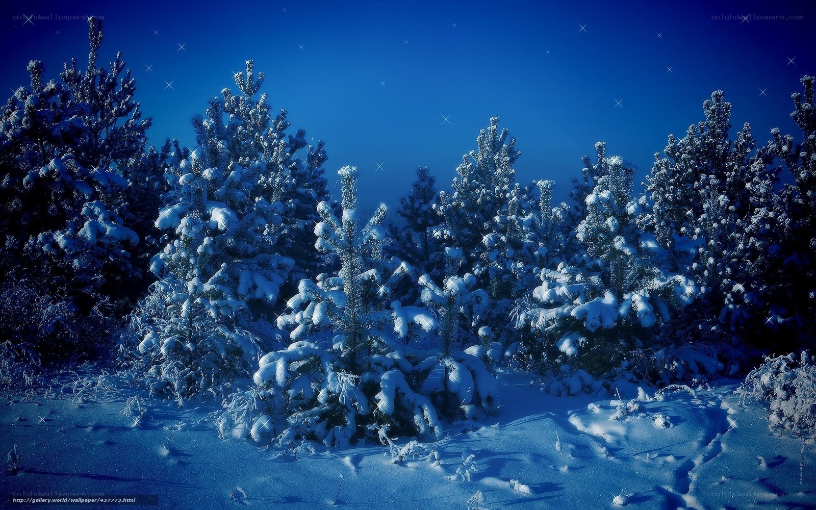 Snowy forest at night