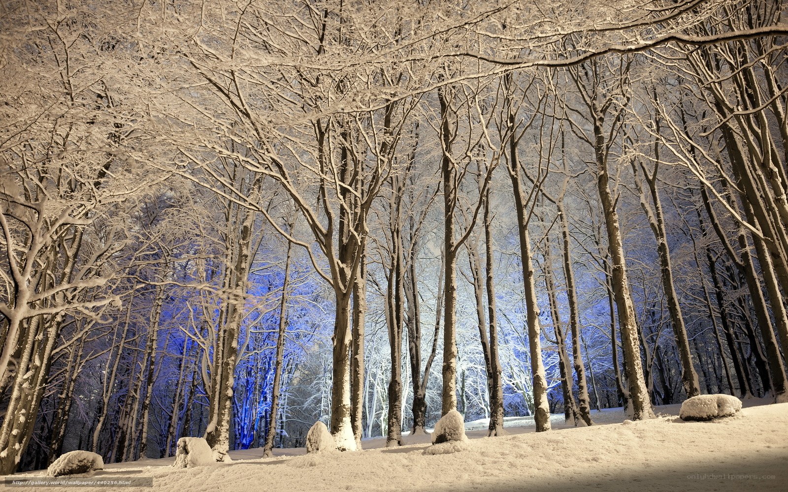 Snowy forest at night