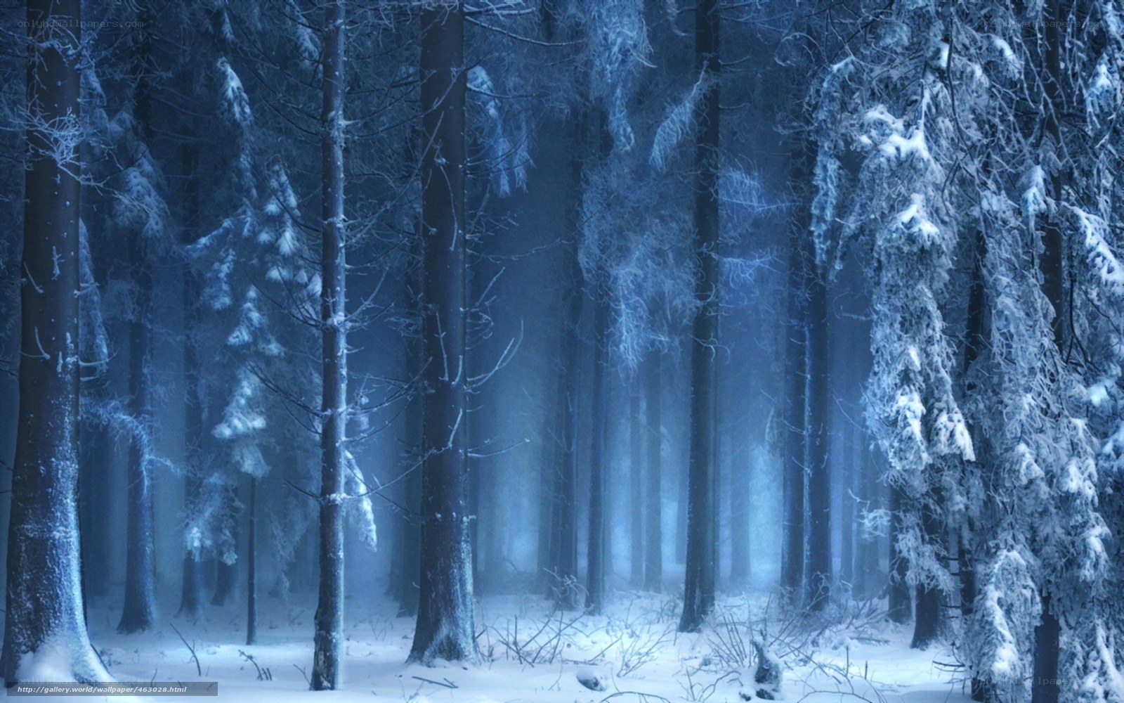 Snowy forest at night