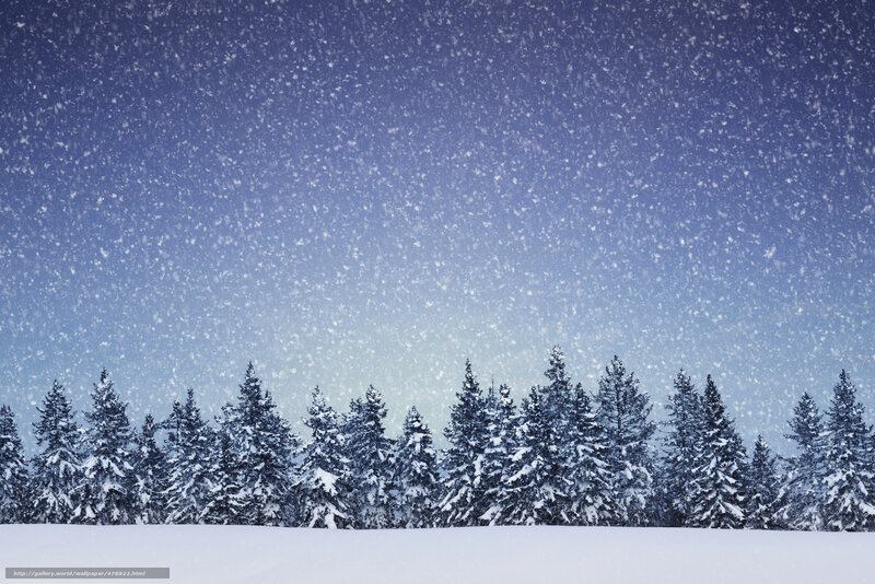Snowy forest at night