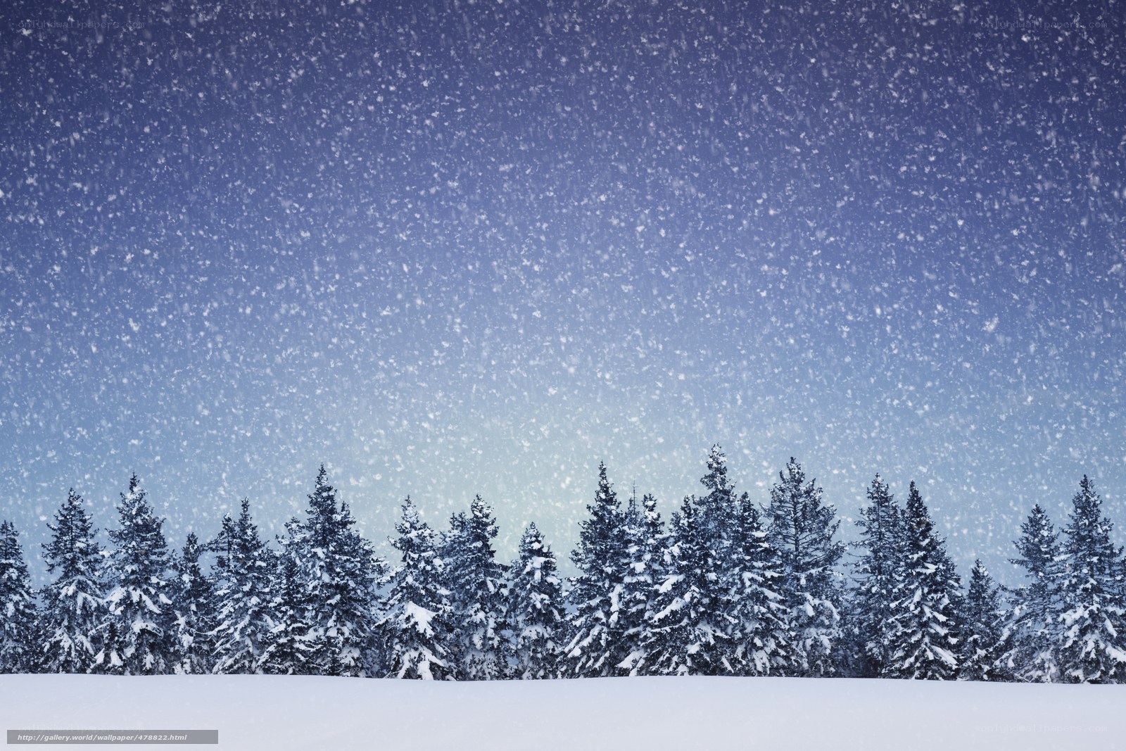 Snowy forest at night