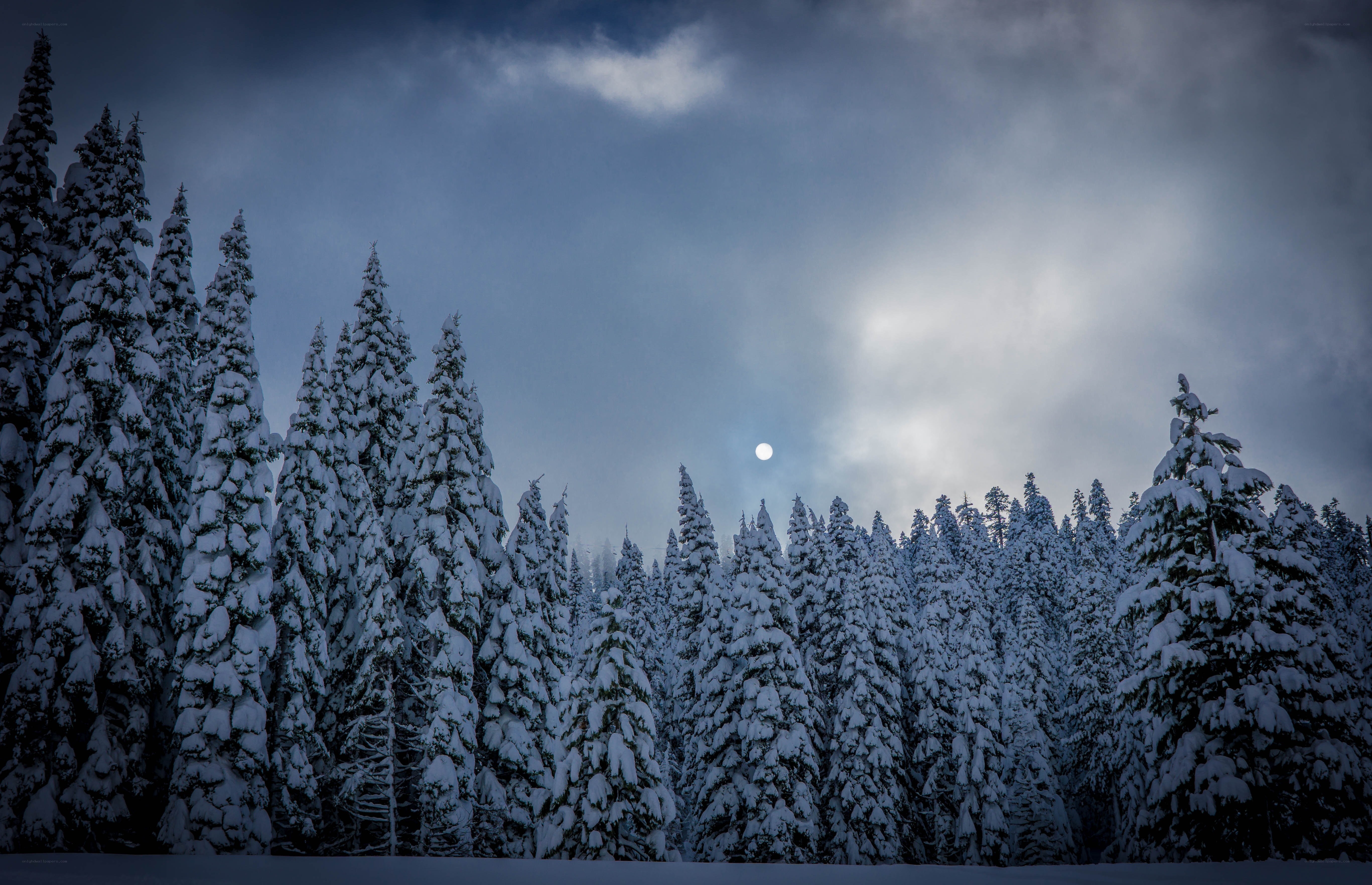 Snowy forest at night