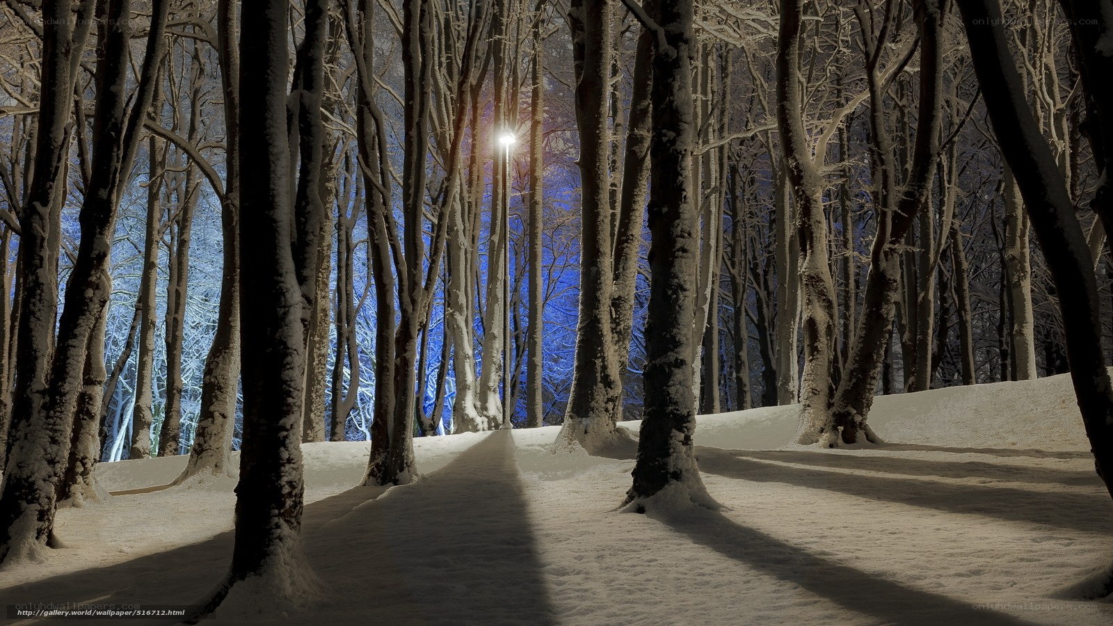 Snowy forest at night