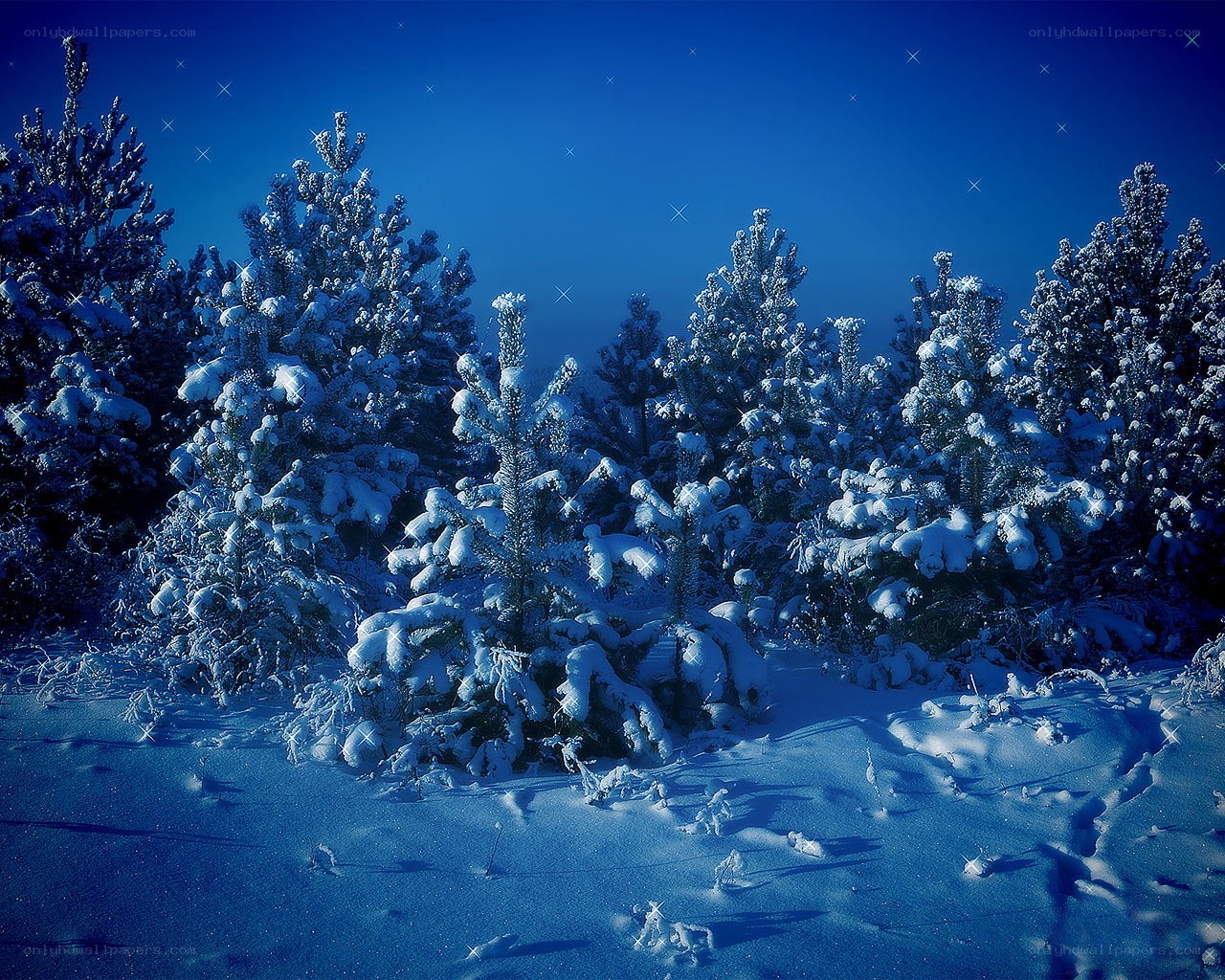 Snowy forest at night