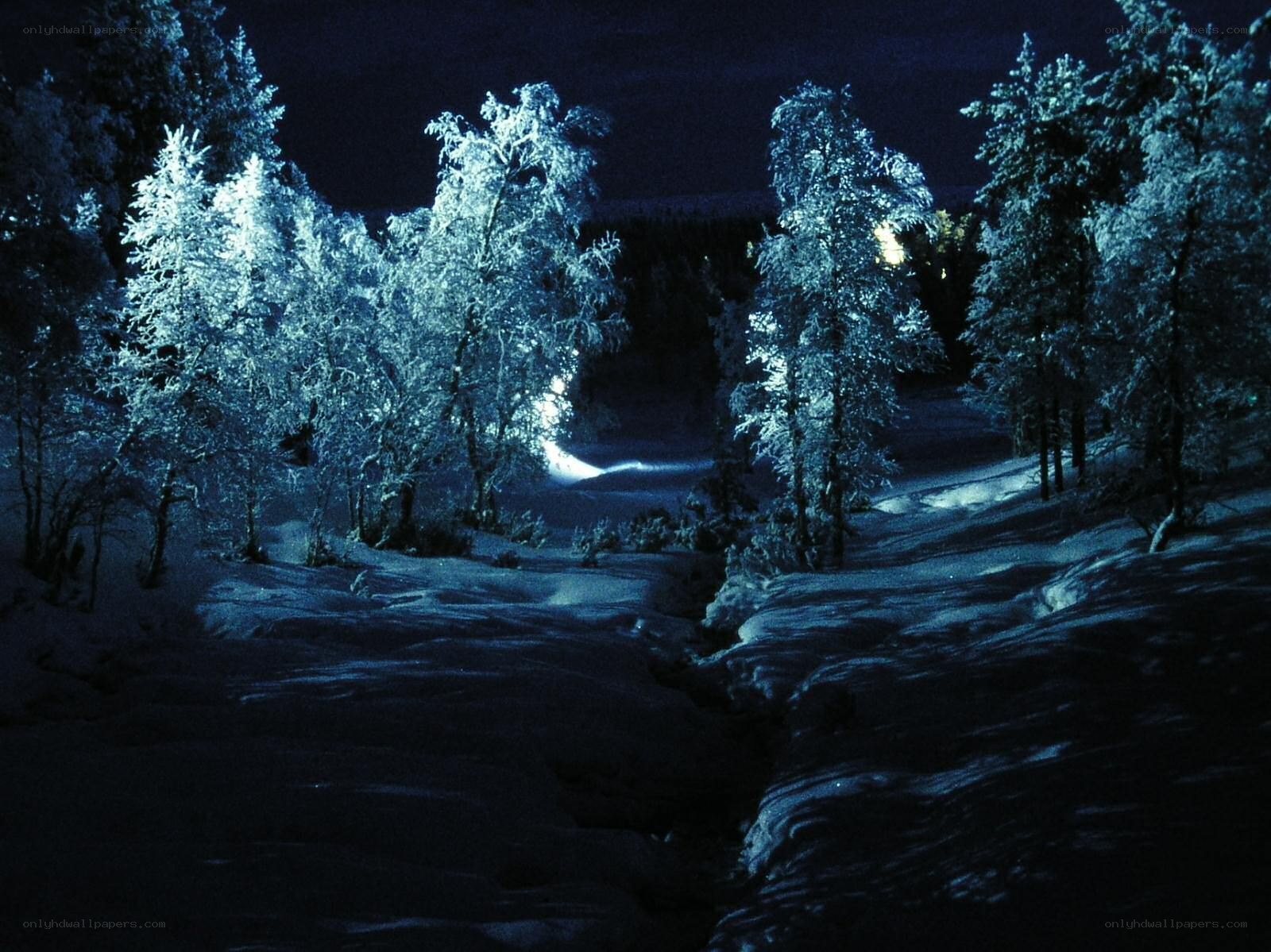 snowy forest at night