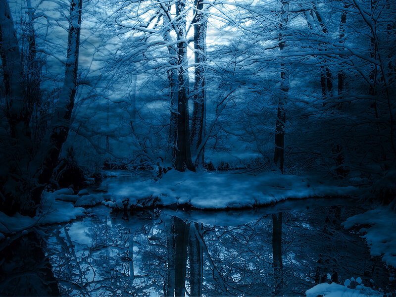 Snowy forest at night