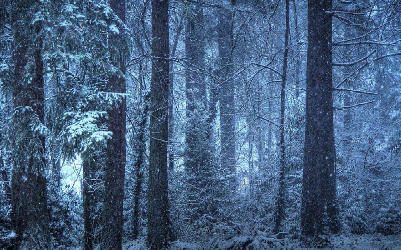 Snowy forest at night