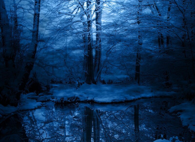 Snowy forest at night