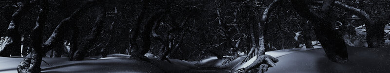 snowy forest at night