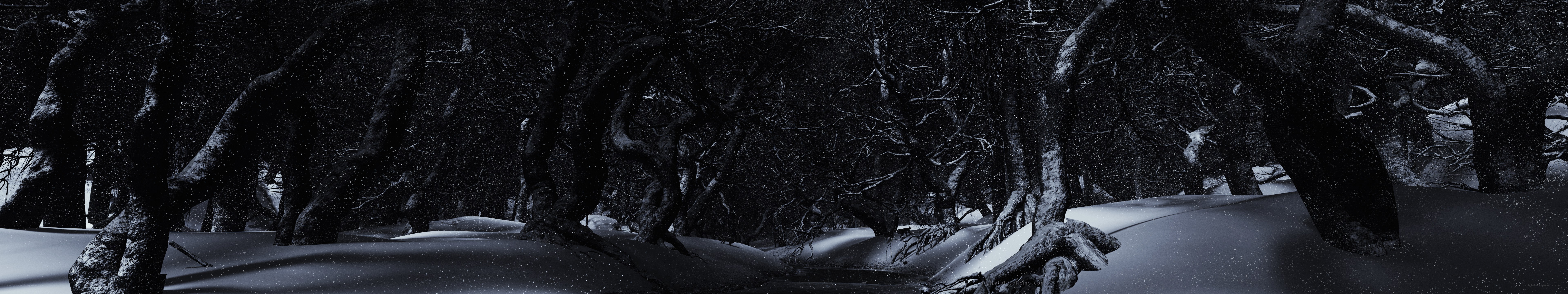 snowy forest at night