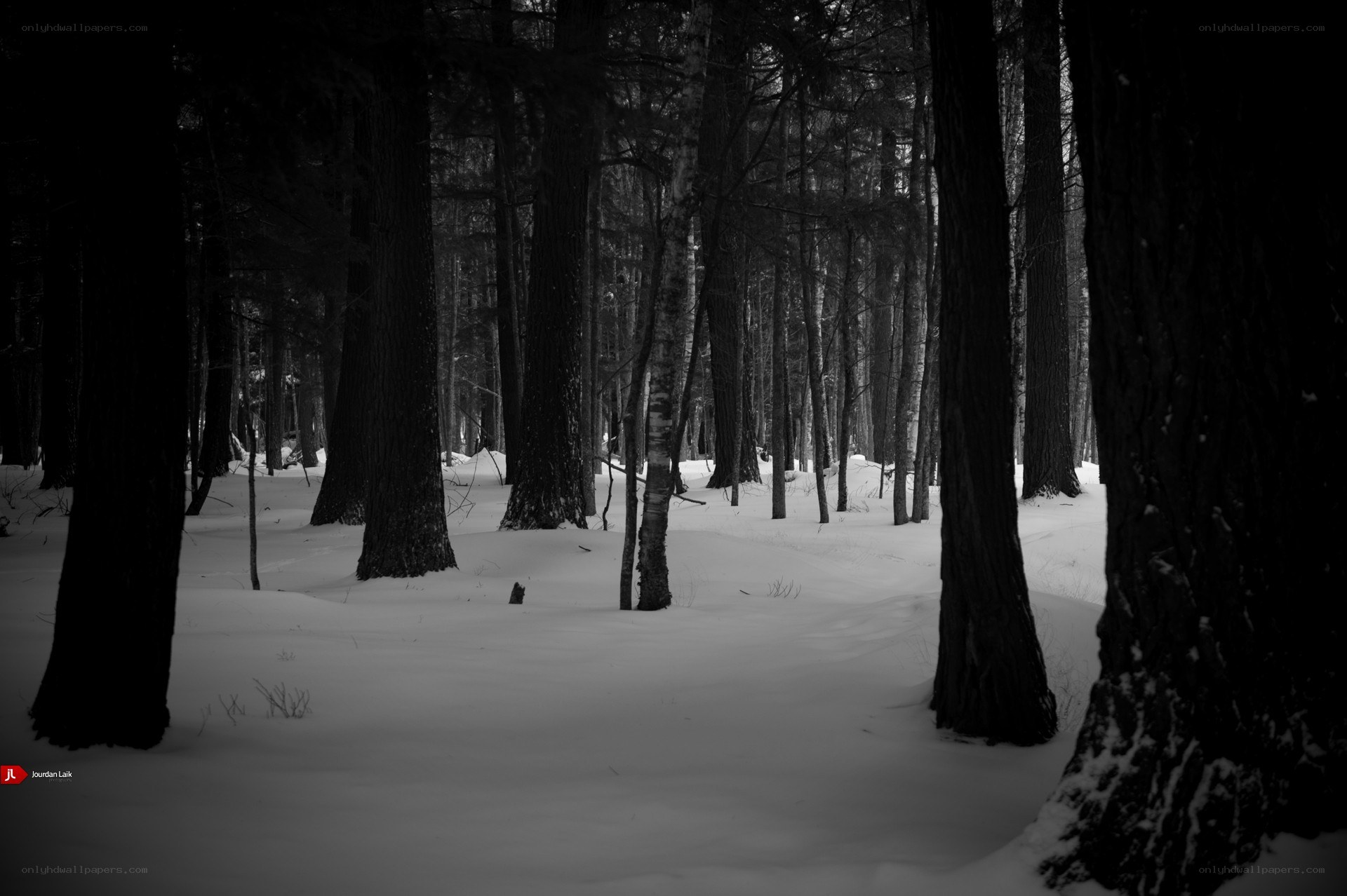 Snowy forest at night