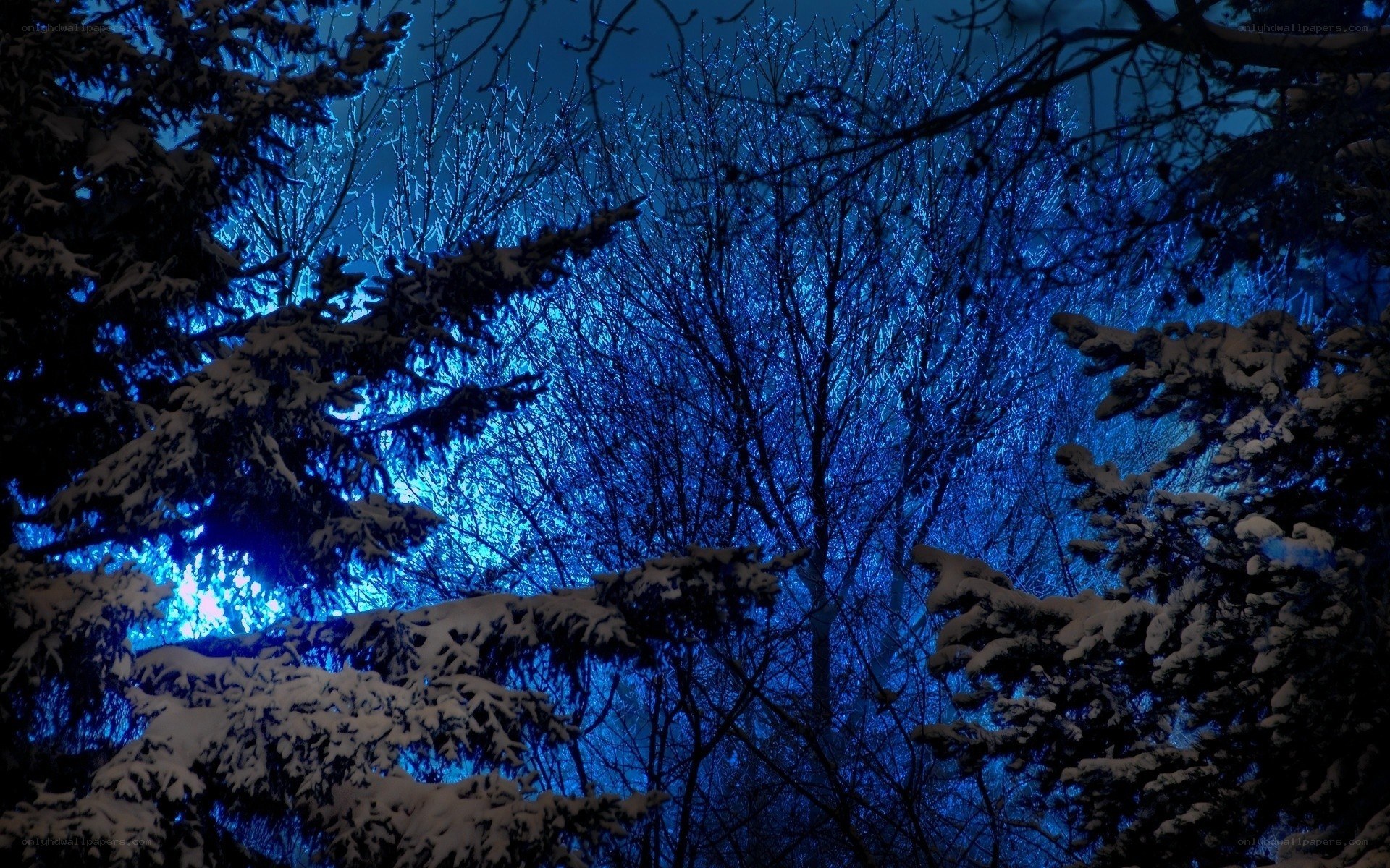 snowy forest at night