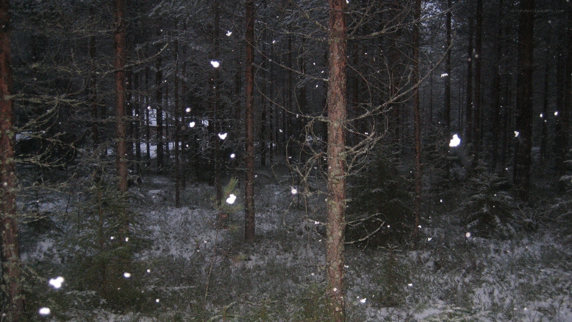 Snowy forest at night
