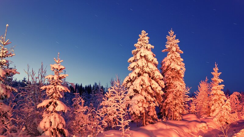 Snowy forest at night