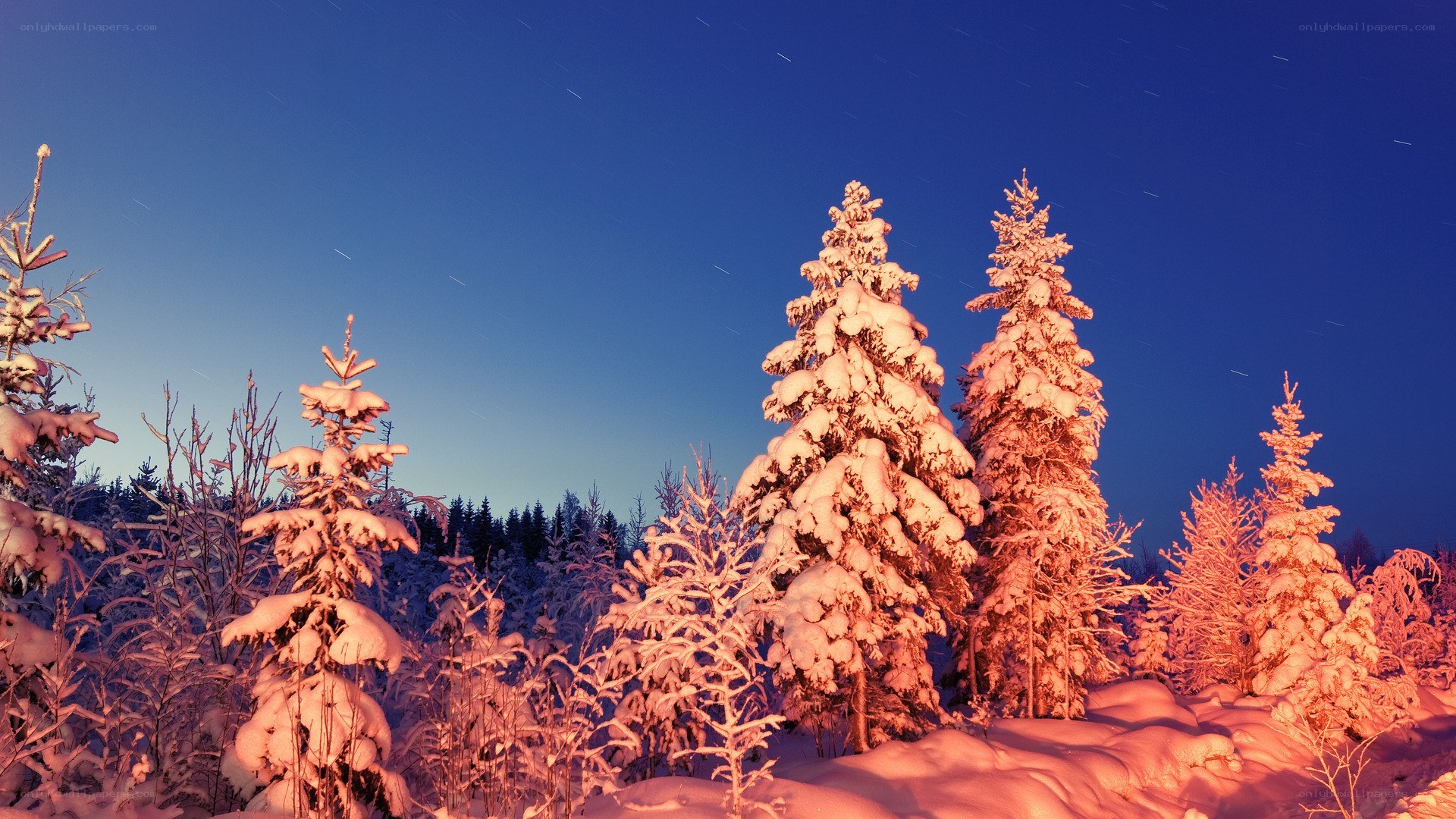 Snowy forest at night