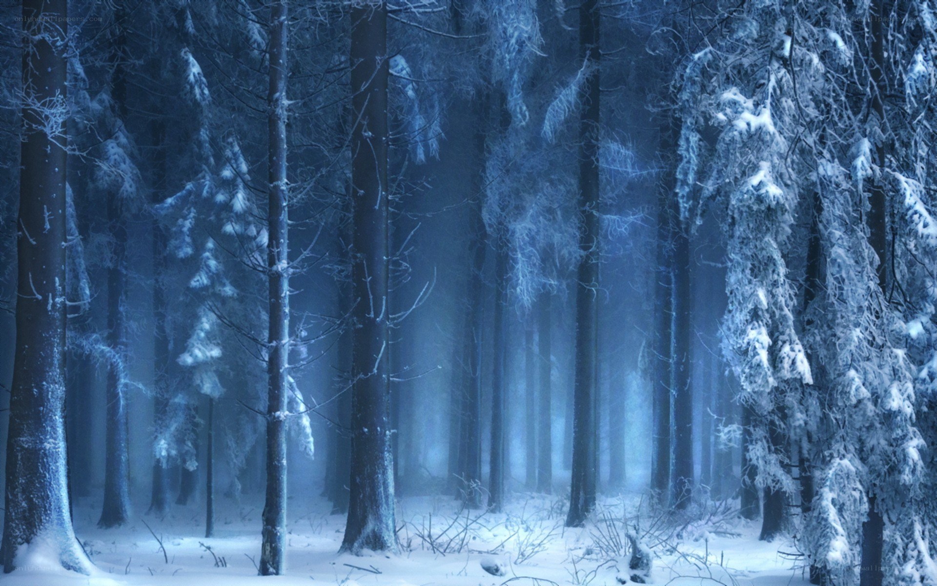 snowy forest at night