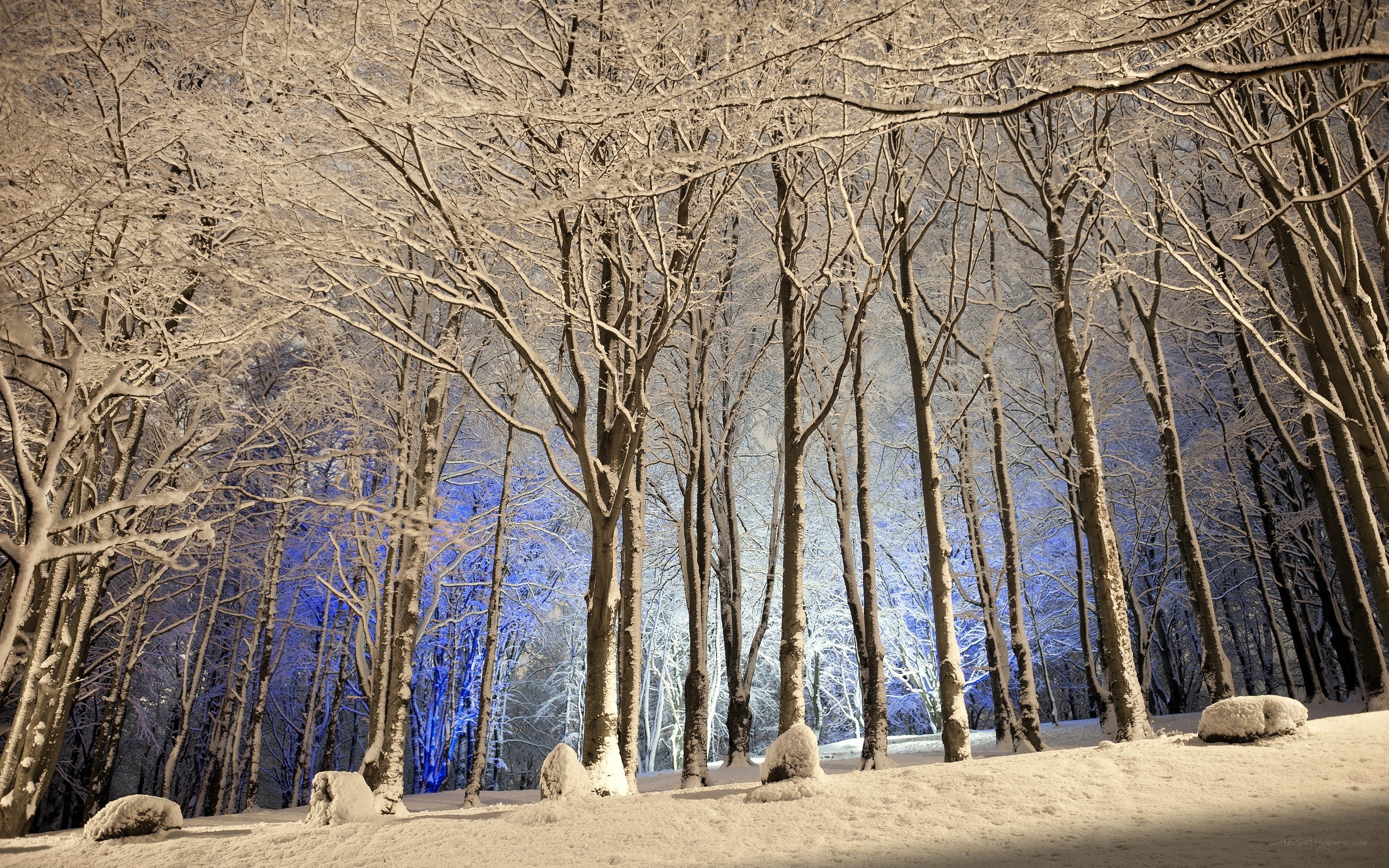 Snowy forest at night