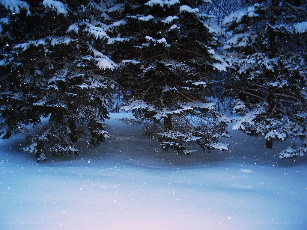 Snowy forest at night