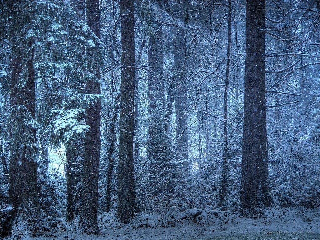Snowy forest at night