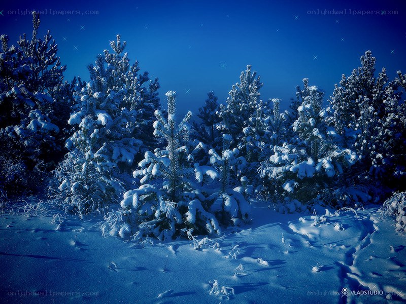 snowy forest at night