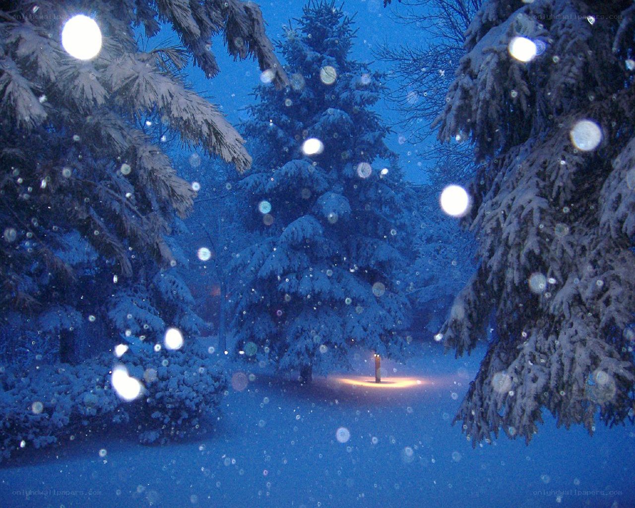 Snowy forest at night
