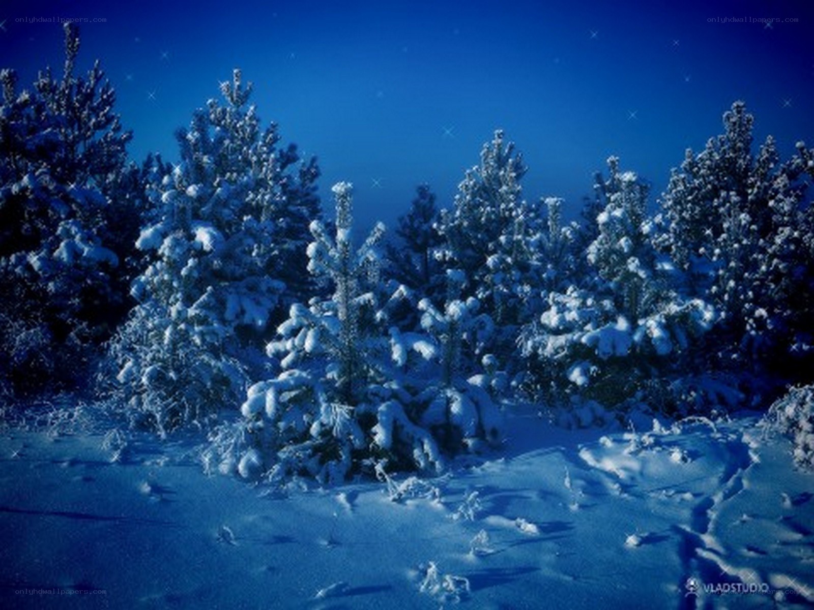snowy forest at night