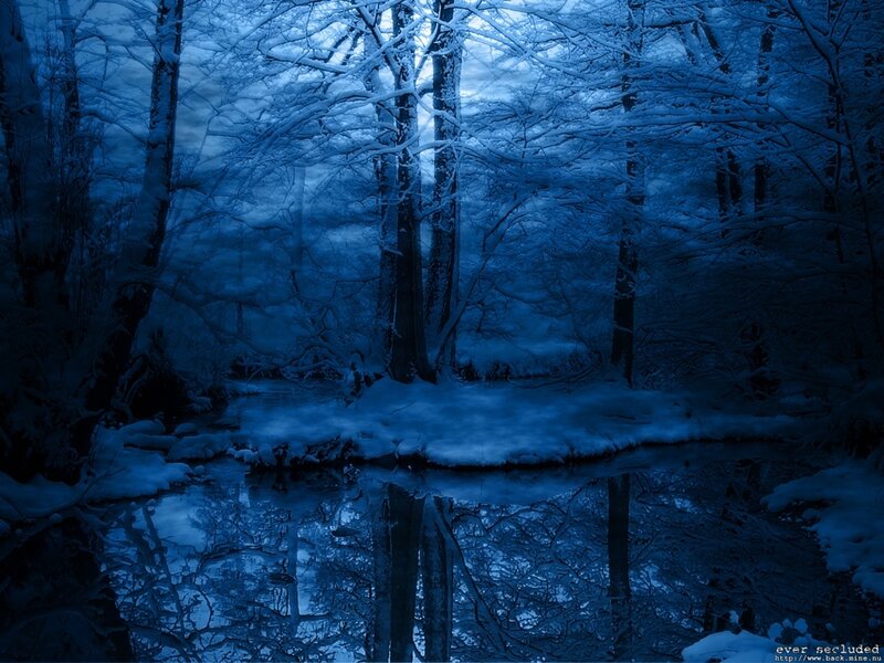 Snowy forest at night