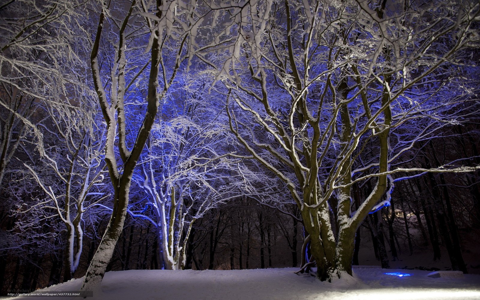 Snowy forest at night