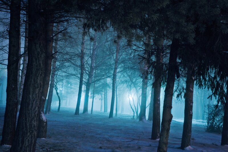Snowy Forest at Night — Blue, Mysterious, Photograph