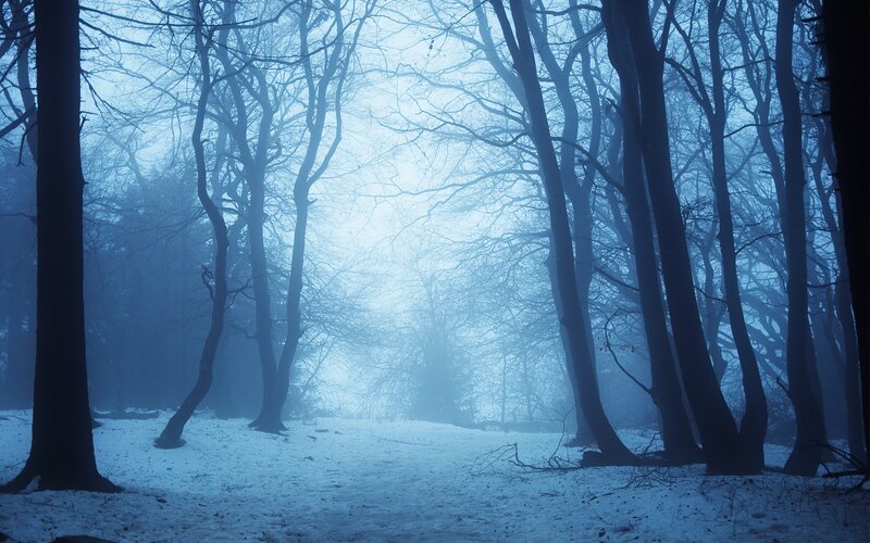 Snowy Forest at Night — Blue, Mysterious