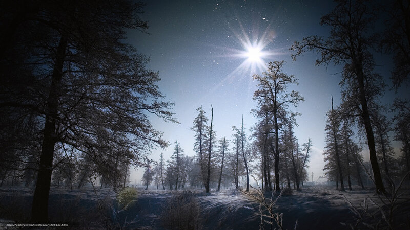 Snowy Forest at Night — Blue, Serene, Digital Art, Trees