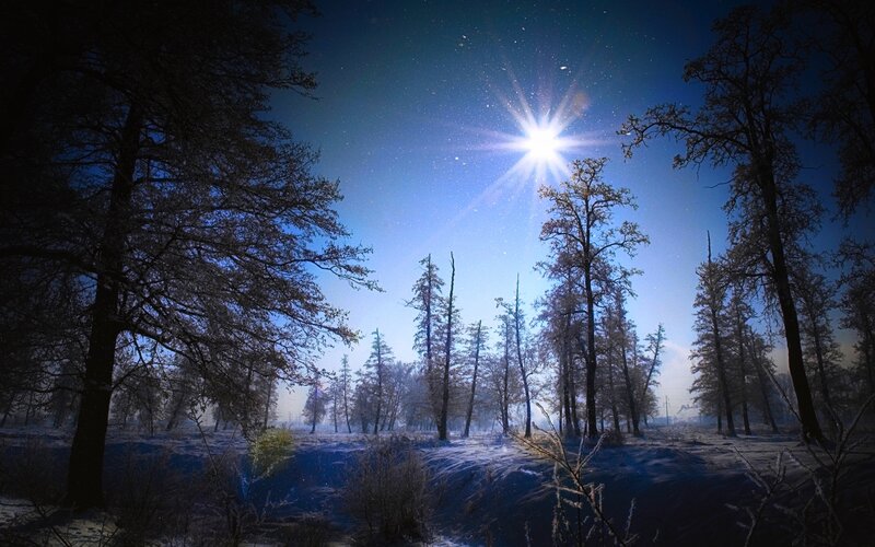 Snowy Forest at Night — Blue, Serene