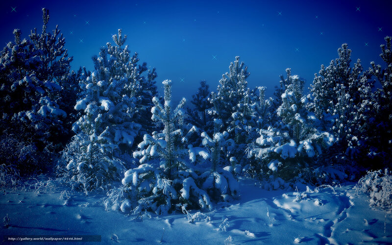Snowy forest at night