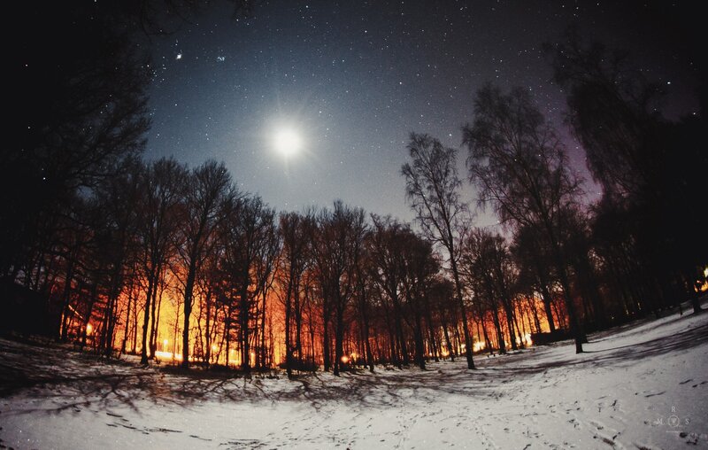 Snowy Forest at Night — White