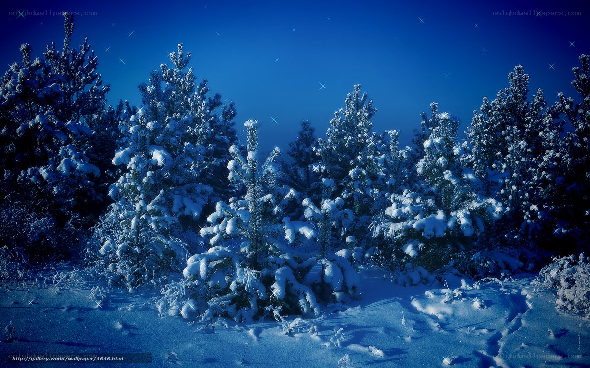 Snowy forest at night