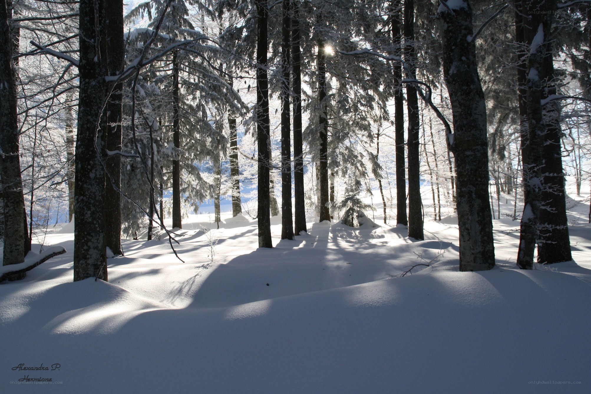 Snowy forest at sunrise