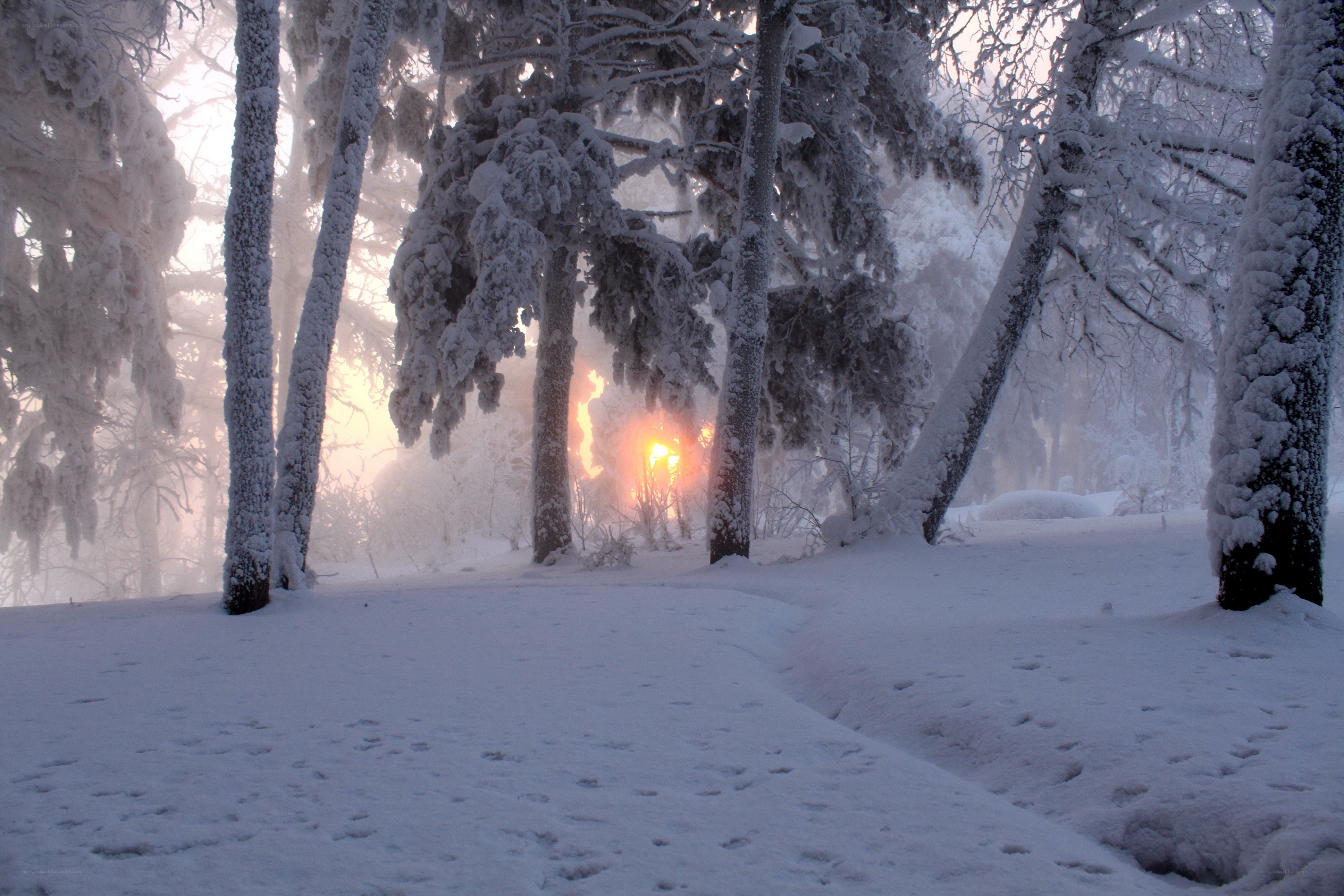 Snowy forest at sunrise