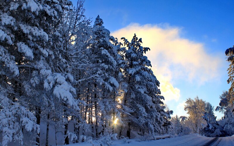 snowy forest at sunrise