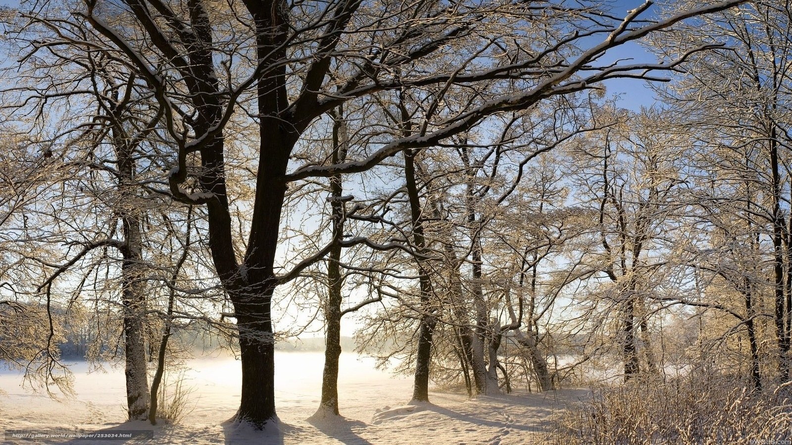 Snowy forest at sunrise