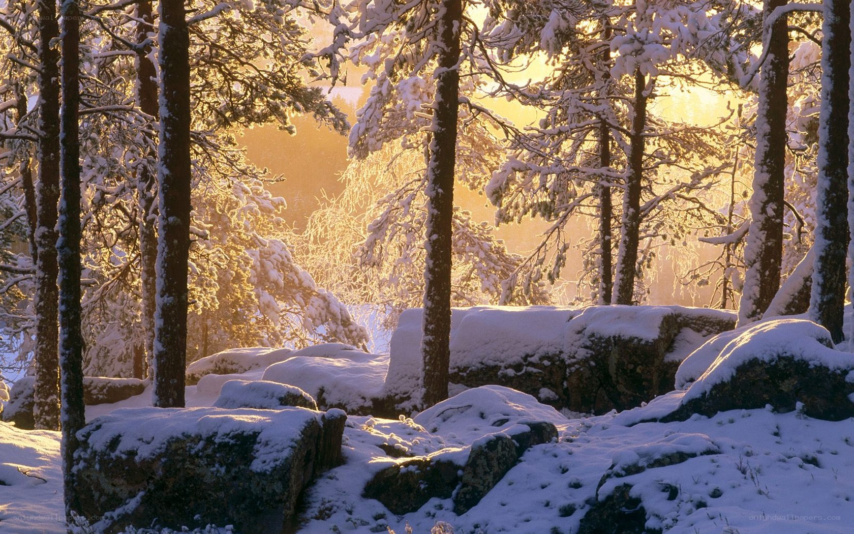 Snowy forest at sunrise