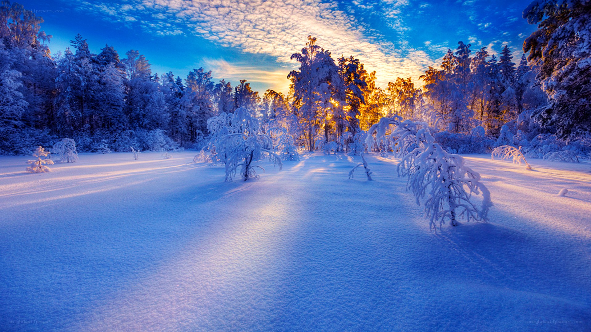 Snowy forest at sunrise