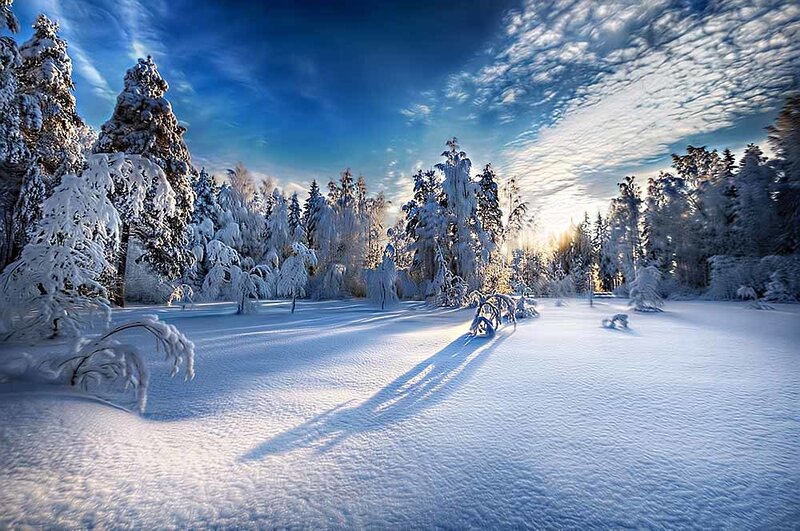 Snowy forest at sunrise