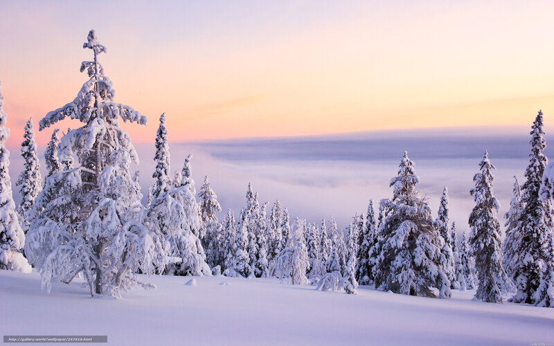 Snowy forest at sunrise