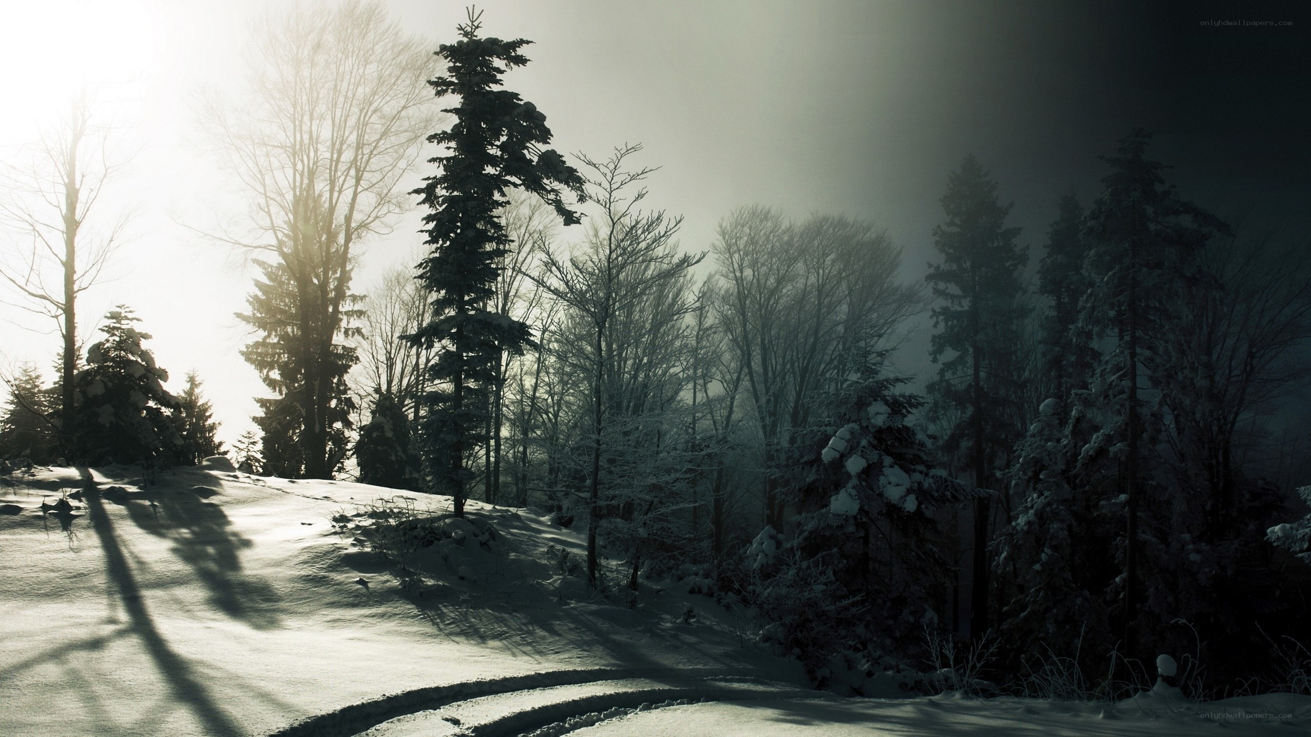 Snowy forest at sunrise
