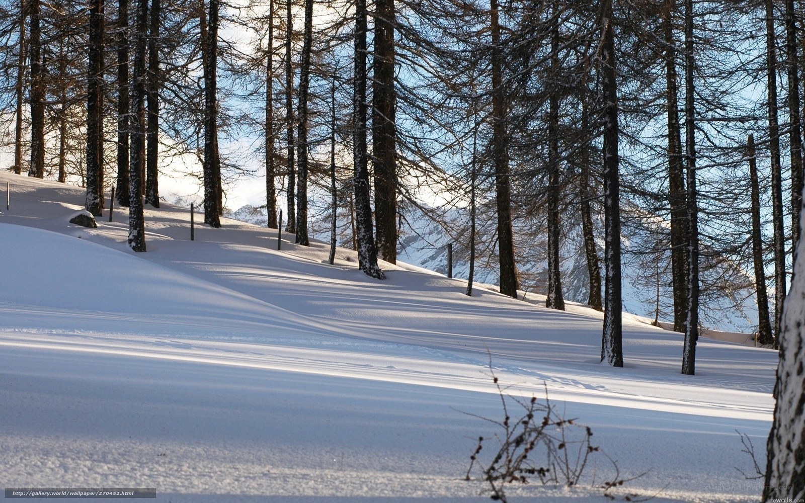 Snowy forest at sunrise