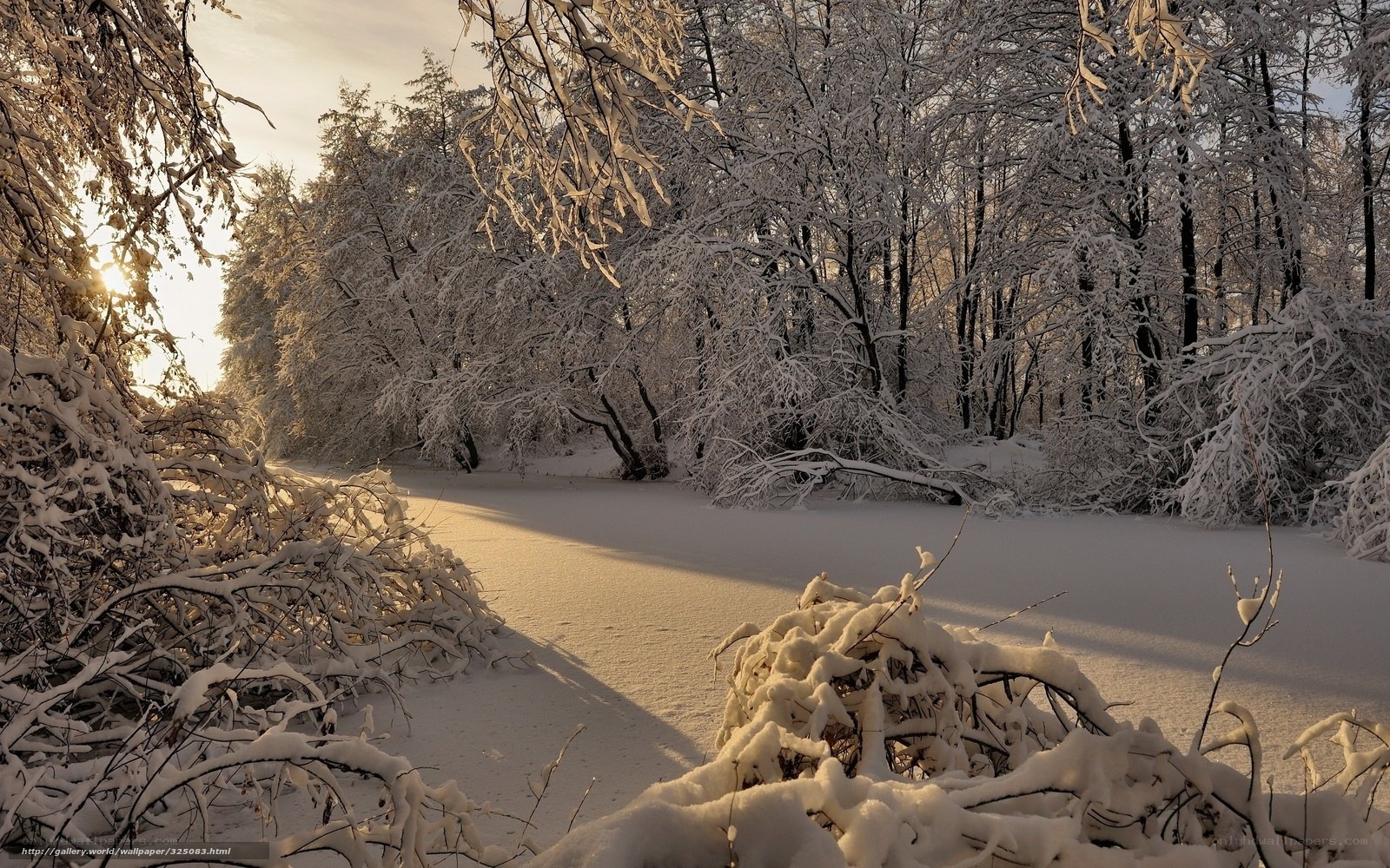 Snowy forest at sunrise