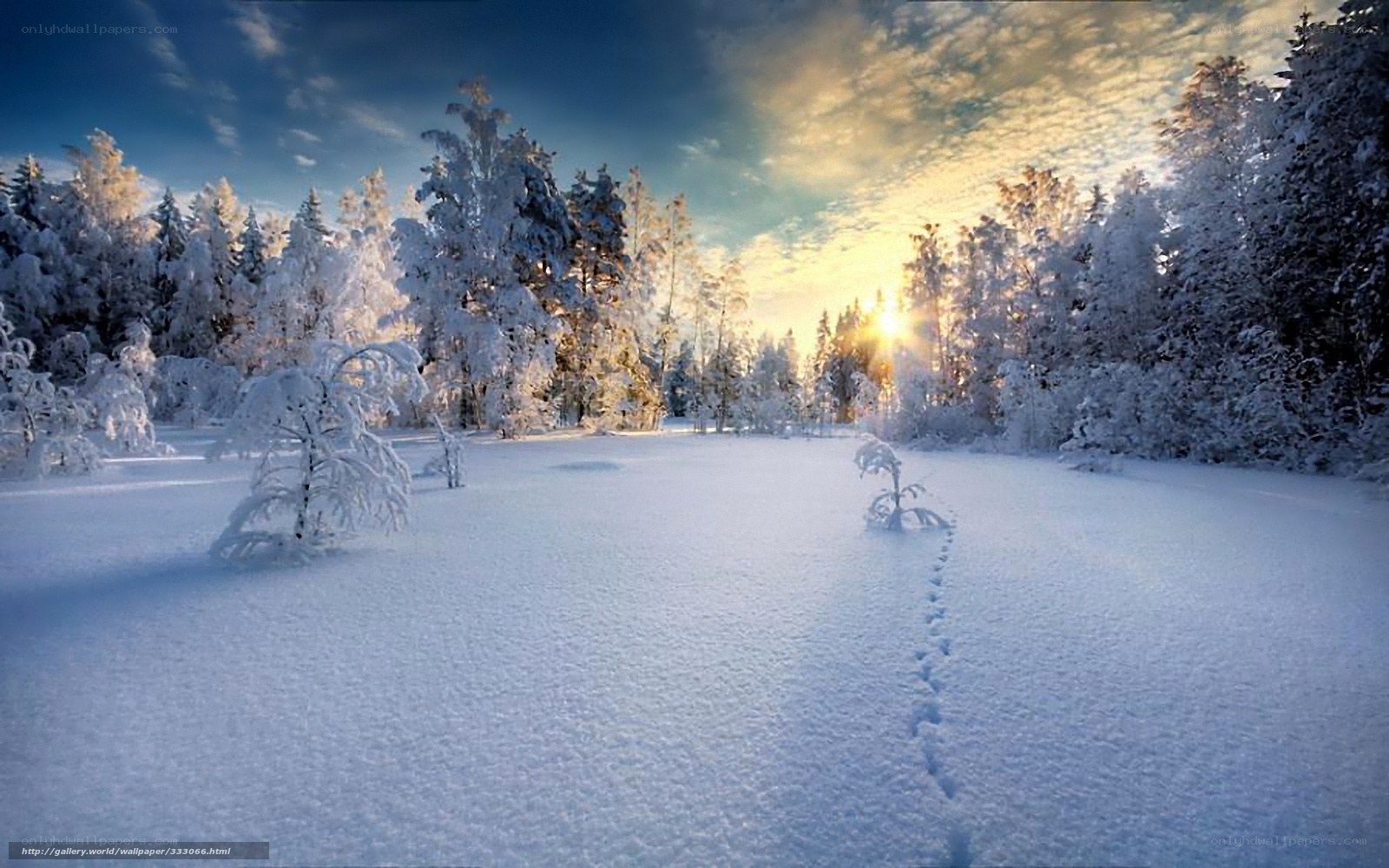 Snowy forest at sunrise