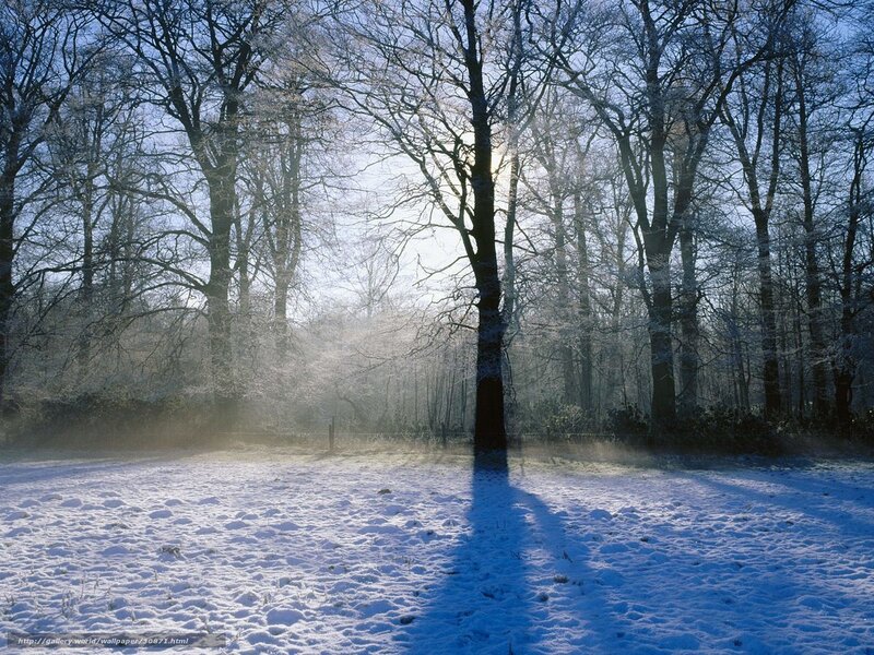 Snowy forest at sunrise