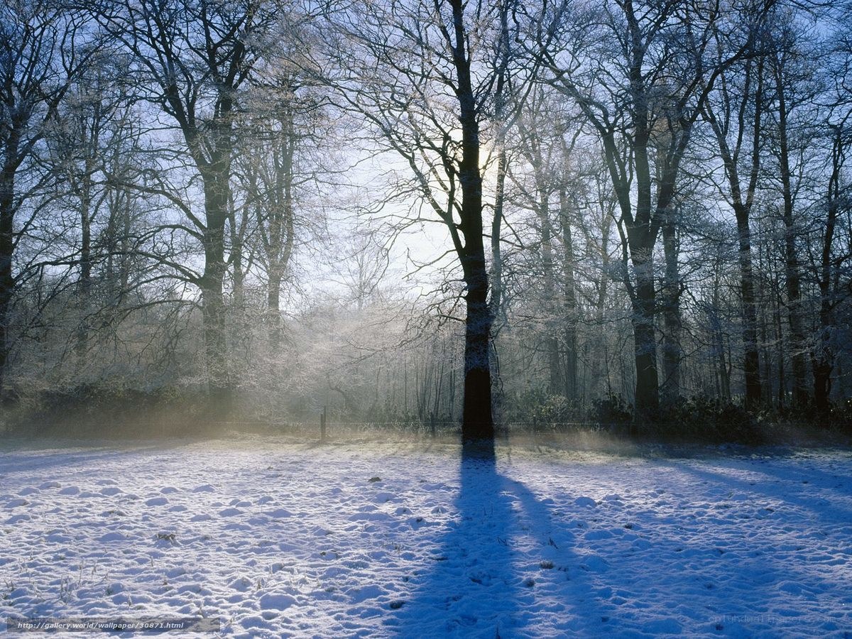 Snowy forest at sunrise